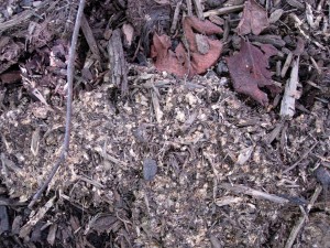 How To Get Rid Of Artillery Fungus In Mulch
